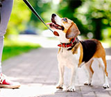 Cuidadores de Animais em Nova Iguaçu